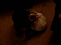 videos de Moose and Bella, french bulldog and cat fight..or hump..  puppy/kitten
