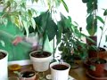 pflanzen pflanzen