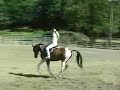 khomoshahn-halfarab-pinto-gelding-sale-video.html