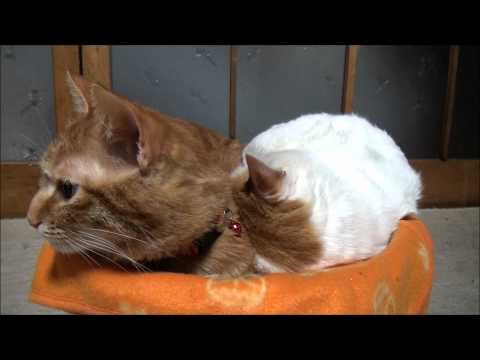 かごで寝るしろと茶トラ Shiro to nap in the basket