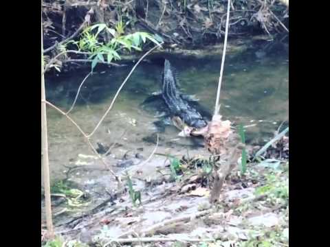 Alligator kills raccoon at UF Hume Hall – Thrill of the Ville