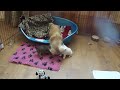 Click here to watch this video Щенки чихуахуа