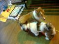 ズーズーカンパニー 犬猫紹介 シェルティ（男の子） ID:16