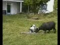 Sheep Vs. Dog Sheep Vs. Dog