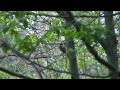 Handycam HDR-TG1 ?????????