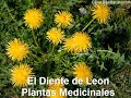 El Diente de Leon pa