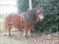 scoubidou dressage scoubidou dressage