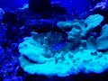 la riproduzione sessuale della montipora nel mio acquario