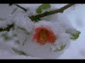 CUAN HERMOSO ERES SEŅOR - videos de Diomaris Robles P CUAN HERMOSO ERES SEŅOR - videos de Diomaris Robles P