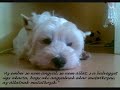 Deák Házi Rudi west highland white terrier