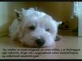 Dog west highland white terrier-Deák Házi Rudi