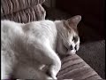 眠りネコ動画