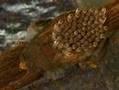 Giant water bug life cycle