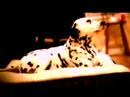 dog-m2-test.html