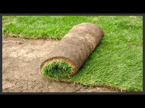 how to replant an existing lawn