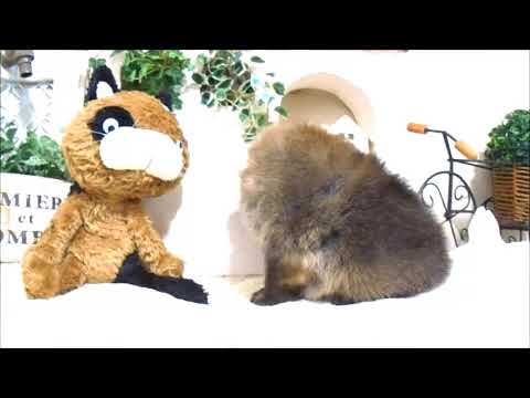 YouTube Preview Image