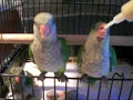 Feeding the baby parrots