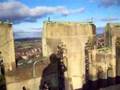 On-top-of-Durham-Cat