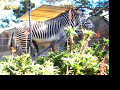 Zebra Shlong Zebra Shlong