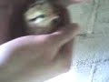 Pollito! 2 Pollito! 2