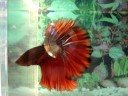 Red-Copper HM Pair