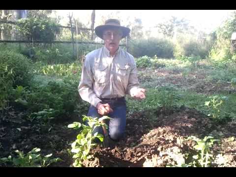 how to harvest potatoes nz