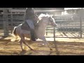 Sand Cay Farm, TBA Dressed To Impress, 2 yr old Section A Welsh Stallion