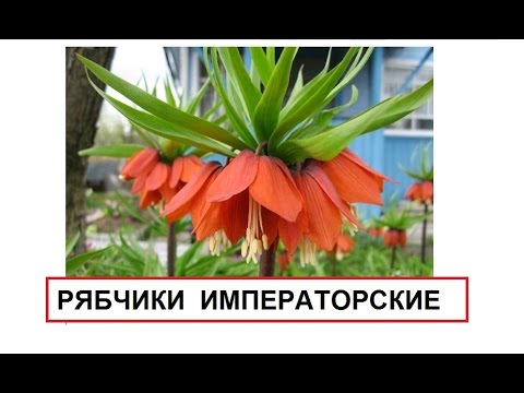 Рябчик размножение и уход Рябчик размножение и уход