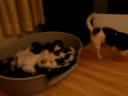 videos de Puppie Race!