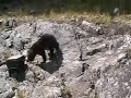 wolverine-confronting-and-fighting-off-wolf-pack.html