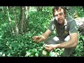 AZ of Bushcraft (P for Plants) AZ of Bushcraft (P for Plants)