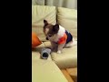 Click here to watch this video ツンデレチワワ クック