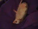 Prickles is rolled over ... LMAO Prickles is rolled over ... LMAO