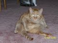 BiG cAtS - yOu ArE bEaUtIfUl