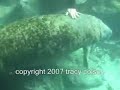 Blue Spring and Crystal River Manatees