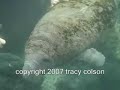 a comparison of the life of manatees at blue spring state park in east central florida and crystal river manatees in west central florida