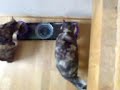 Feeding of the cats