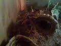 aphonopelma anax aphonopelma anax