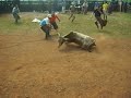 Castração na Fazenda Santo Cristo - Giruá-RS