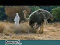 zebre