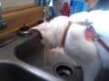 cat drinking water