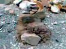 tributo-purificacin.html