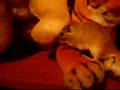 videos de Pipari taas :D