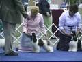 videos de Infinity's Mariah Carry On At The Cocker Spaniel National