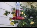 Hummingbird2