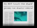 Snorkeling with sharks and stingrays