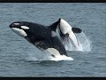 orcas