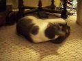 Kitty loves the shoe