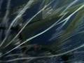 videos de Amv - Tsubasa Tokyo Revelations