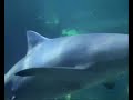 Fish meets the sharks